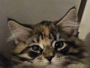 Biscaya BigPawz