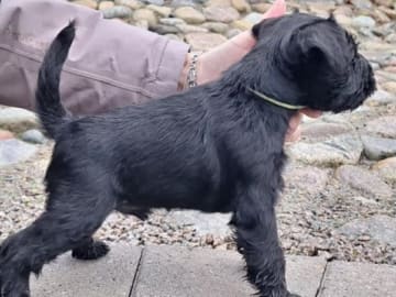 Dvärgschnauzer