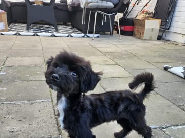 Maltipoo · Norrköping · Daniel A.