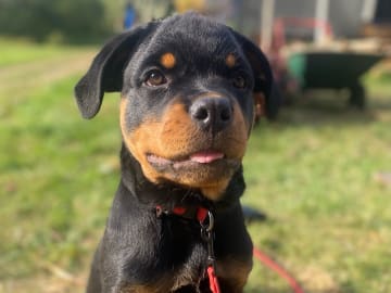Rottweiler · Tyresö · Osanna S.