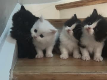 Ragdoll · Söderköping · Anglakatt