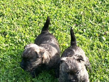 Cairnterrier · Göteborg · Zenith