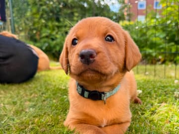 Labrador retriever · Norrköping · Hjärtlyckans