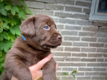 Labrador retriever · Täby · Lisa Lekman