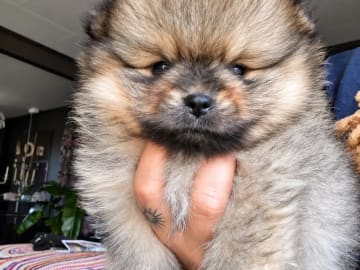 Pomeranian · Aurskog · Valentine Ai Nga Ly