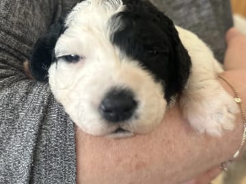 Perro de Agua Espanol · Bremnes · De Aqua Lanetto