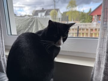 House cat · Årnes · Analiza A.