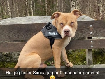 American bully · Lönsboda · Johanna H.