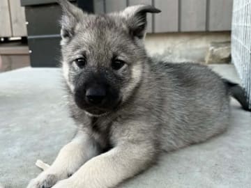 Norsk älghund - Gråhund · Hovsherad · Lundølen