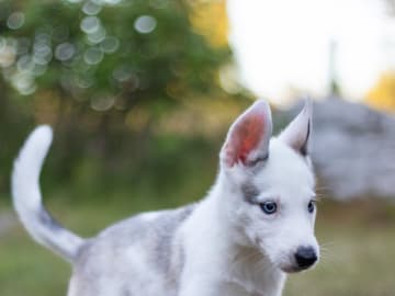 Siberian husky · Strängnäs · Darkspell's