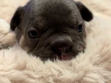 French Bulldog · Hörby · Chubby cheeks