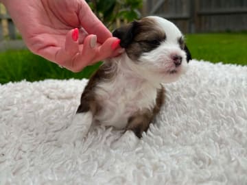 Chinese crested dog · Västerås · Vovverollens