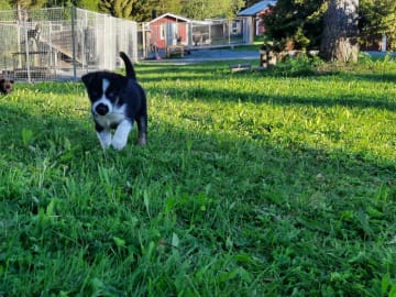 Alaska husky · Trångsviken · Markus E.