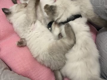 Ragdoll · Flen · Ali M.