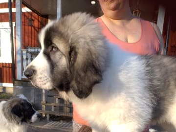 Pyreneisk mastiff · Grängesberg · Dulanilo's