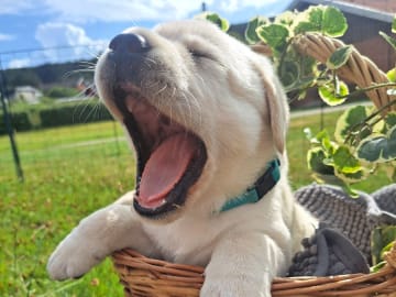 Labrador retriever · Laholm · Alexandra Wulff