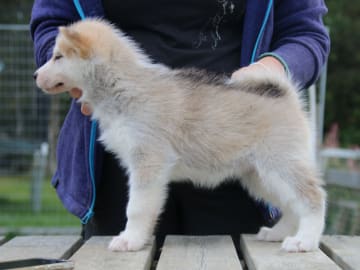 Grönlandshund · Etnedal · Tasermiut Kennel