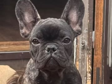 Fransk bulldogg · Stenungsund · Ombra Nera