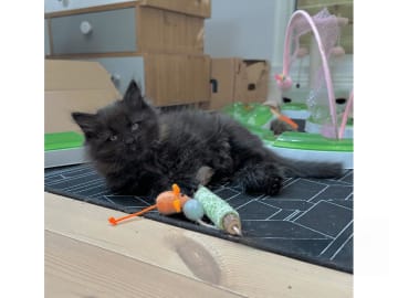 Sibirisk katt · Stockholm · Petit Pavot