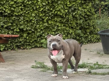 American bully · København · Joan J.