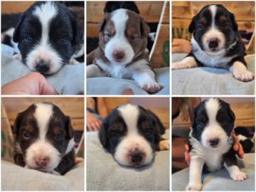 Miniature american shepherd · Roslev · Anne Lene Lindberg Bundgaard