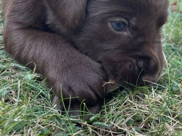 Labrador retriever · Örsundsbro · Storåns kennel