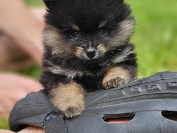 Pomeranian · Enköping · Pomsik Rakaaig