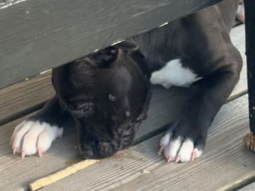 American staffordshire terrier · Hörby · Amis a Jamais