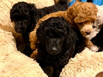 Miniature Poodle · Gratangen · Else Marie Pedersen