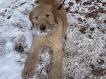 Labradoodle · Vittsjö · Fluffssons