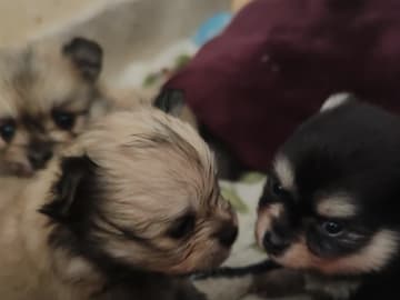 Pomchi · Landskrona · Mimmibus