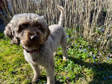 Perro de Agua Espanol · Varnhem · Gyllene Hoppets