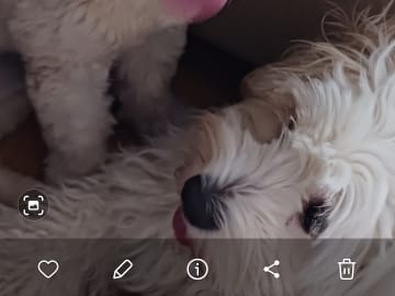Shih-poo · Fränsta · Katarina H.