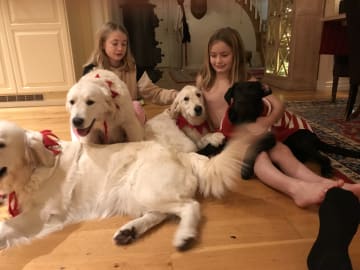 Golden retriever · Tjällmo · Ekbergarn’s  kennel