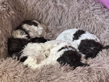 Lagotto romagnolo · Falköping · Tryffelhundens Kennel