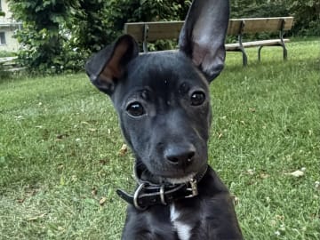 Xoloitzcuintle · Oslo · Junilooney