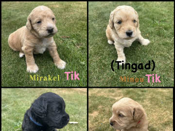 Labradoodle · Staffanstorp · Carina W.