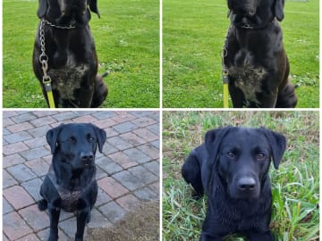 Labrador · Klippan · Pontus P.