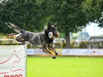 Schäferhund · Lunde · Ulvehiet