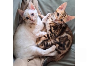 Bengal · Motala · S*Dazlious