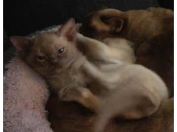 Burma (Sacred Birman) · Hjärup · S*Piapizzi's