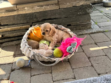 Amerikansk cocker spaniel · Auli · Sanichaya Sonsri