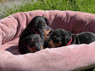 Manchesterterrier · Søndeled · Anja Viker Sandemose