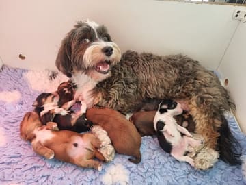 Havanese · Næstved · Tania Alexander