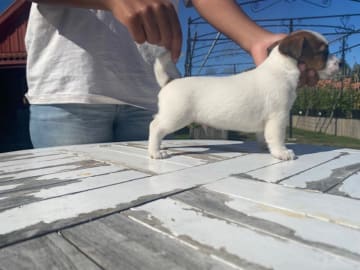 Jack russell terrier · Danderyd · Djursholms tassar
