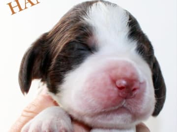 Engelsk springer spaniel · Uppsala · Quality Design