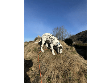 Dalmatiner · Frekhaug · Kennel Shospot
