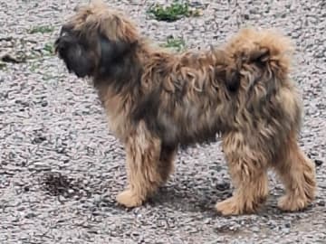 Tibetansk terrier · Hörby · Khambas