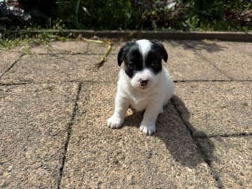 Jack russell terrier · Lidköping · Andreas Friberg