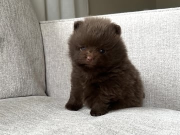 Pomeranian